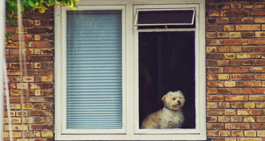 It Is Never a Mistake to Care for Another Sentient Being
